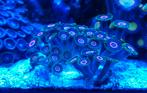 Zoanthus Eagle Eye koraal zeeaquarium, Dieren en Toebehoren