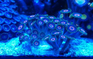 Zoanthus Eagle Eye koraal zeeaquarium