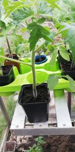 Heirloom Tomaten planten, Ophalen