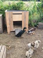 2 loopeenden 6 maand oud, Geslacht onbekend, Eend