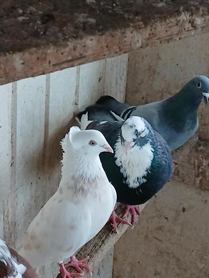 Pigeons, Animaux & Accessoires, Oiseaux | Pigeons, Autres espèces, Plusieurs animaux