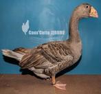Gezocht : Mannelijke Tula gans, Dieren en Toebehoren, Pluimvee, Mannelijk, Gans of Zwaan