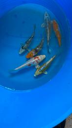 Japanse koi 15-20cm, Dieren en Toebehoren, Karper of Koi