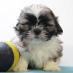 Shih Tzu puppy's te koop (Belgisch), Dieren en Toebehoren, Honden | Chihuahua's en Gezelschapshonden, België, CDV (hondenziekte)