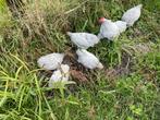 Cochin kriel parelgrijs, Dieren en Toebehoren