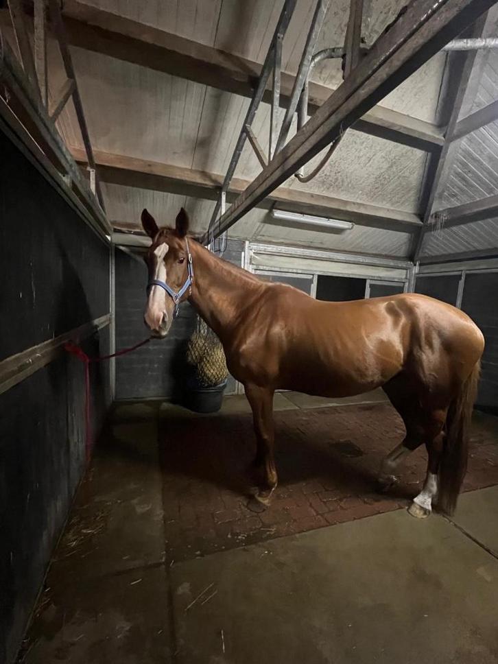 Lieve merrie te koop, Dieren en Toebehoren, Paarden, Merrie, Niet van toepassing, 170 tot 175 cm, 11 jaar of ouder, Springpaard