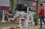Super brave 4-jarigen C-pony, Dieren en Toebehoren, Merrie, B, Springpony, Gechipt