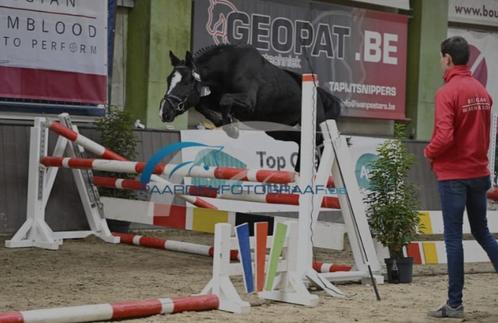 Super brave 4-jarigen C-pony, Dieren en Toebehoren, Pony's, Merrie, B, C pony (1.27m tot 1.37m), Springpony, 3 tot 6 jaar, Met stamboom