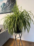 Spider Plant for Sale – Bring Life to Your Space!, Tuin en Terras, Planten | Tuinplanten, Ophalen, Eenjarig, Halfschaduw, Vijverplanten