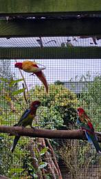 Rosella rood, rubino en wildkleur, Dieren en Toebehoren, Vogels | Parkieten en Papegaaien, Mannelijk, Parkiet, Geringd