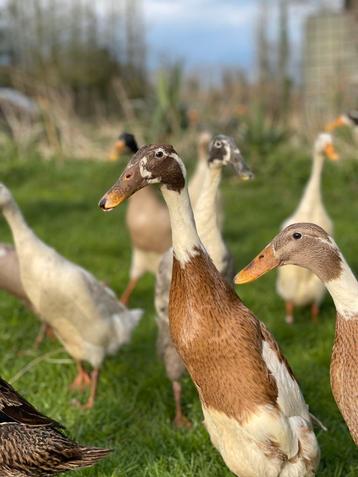Broedeieren Indische loopeend (kuifgen), Dieren en Toebehoren, Pluimvee