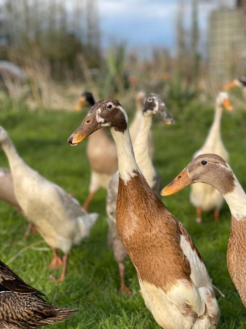 Broedeieren Indische loopeend (kuifgen), Dieren en Toebehoren, Pluimvee