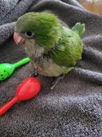 Quaker papegaaien 3 kleuren geel, groen en blauw