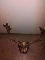 Gewei hert, Ophalen, Nieuw, Hert, Gewei of Kop