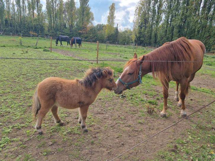Mini shetland 2025, Dieren en Toebehoren, Pony's