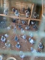 Slacht duiven 2,50 per stuk, Dieren en Toebehoren