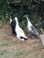 Indische loopeenden., Dieren en Toebehoren, Pluimvee