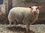 6 rammen, Mannelijk, Schaap, 0 tot 2 jaar