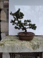 Bonsai Juniperus, Enlèvement