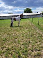 Westernpaarden springpaarden, Dieren en Toebehoren, Gechipt, Ruin, Niet van toepassing, 3 tot 6 jaar