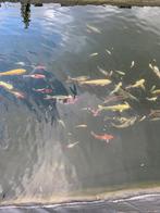 Koi à vendre, Animaux & Accessoires, Poissons | Poissons d'étang