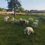 schapen gevraagd