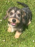 Ruwharige teckel pups, Dieren en Toebehoren, Honden | Teckels en Dashonden, België, CDV (hondenziekte), 8 tot 15 weken, Meerdere