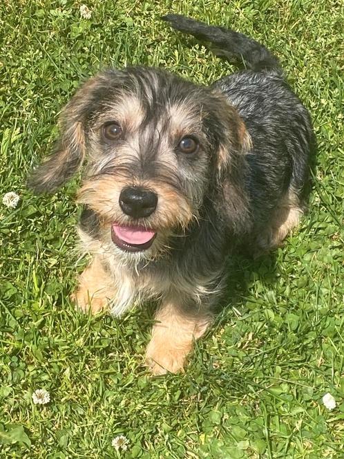 Ruwharige teckel pups, Dieren en Toebehoren, Honden | Teckels en Dashonden, Meerdere dieren, Ruwhaar, Fokker | Professioneel, Meerdere