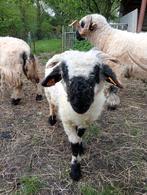 Walliser schwarznase, Mouton, Femelle, 0 à 2 ans