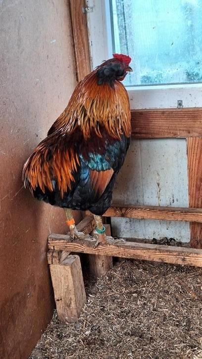 Araucana patrijs kleurige hanen, Dieren en Toebehoren, Pluimvee