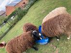 Zware Zwartbles ooien, Dieren en Toebehoren, Vrouwelijk, Schaap, 3 tot 5 jaar