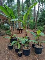 bananen planten, Ophalen of Verzenden