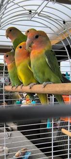 Verschillende dwergpapegaaien, Dieren en Toebehoren, Vogels | Parkieten en Papegaaien