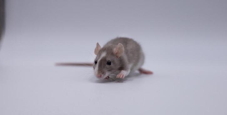 6 lieve dwergmannen, Dieren en Toebehoren, Knaagdieren, Mannelijk, Rat, September, Tam