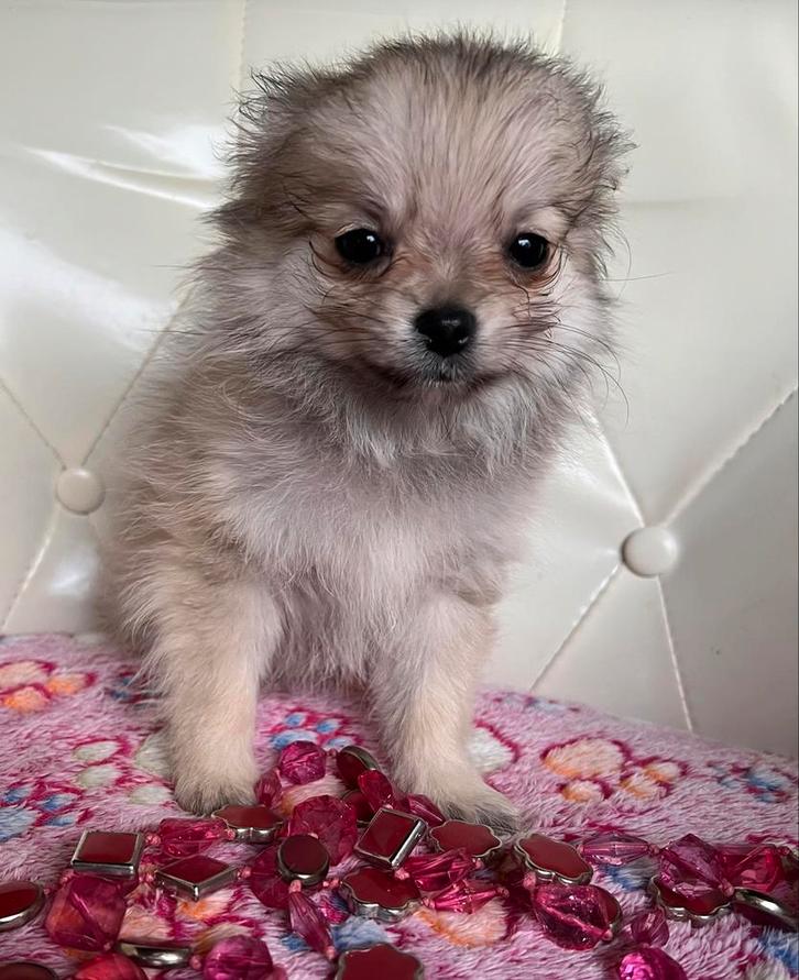 2 pomchi pupjes : 1 reutje en 1 teefje, Animaux & Accessoires, Chiens | Chihuahuas & Chiens de compagnie, Plusieurs animaux, Autres races