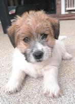 Ruwharige Jack Russell Terriër pup, België, Fokker | Hobbymatig, 8 tot 15 weken, CDV (hondenziekte)