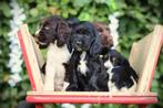 Chiots cockers anglais et américains à vendre - English and, Plusieurs, Parvovirose, Belgique, Plusieurs animaux