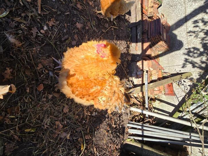 Mooie jonge haan, Orpington x Brahma krulveer, Dieren en Toebehoren, Pluimvee, Kip, Mannelijk