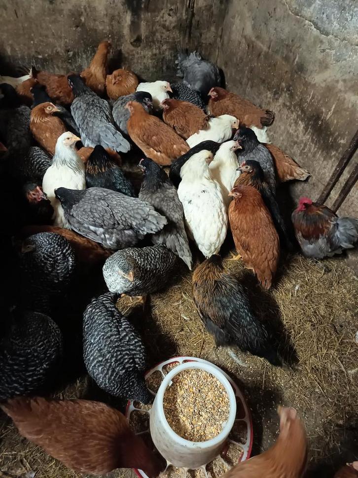 Legkippen Brakel, Dieren en Toebehoren, Pluimvee, Kip, Vrouwelijk