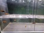 Baby visjes te koop, Dieren en Toebehoren, Vissen | Aquariumvissen, Vis, Zoetwatervis, Schoolvis