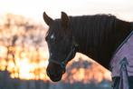 Zwarte d-pony merrie, Dieren en Toebehoren, Paarden, Merrie