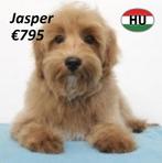 Maltipoo - Prachtige pups te koop, 15 weken tot 1 jaar, Buitenland, CDV (hondenziekte), Meerdere