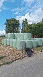 Maïs te koop in Denderhoutem, Ophalen, Vee