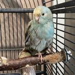Jonge handopgevoede Kakarikis, Meerdere dieren, Parkiet, Tam