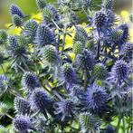 Echinops en Euforbia, Tuin en Terras, Ophalen of Verzenden