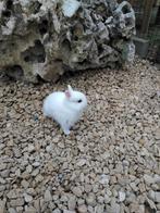 Dwerg konijntje, Dieren en Toebehoren, Tam