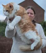 Maine coon dekkater met stamboom POLYDACTYL  (niet te koop), Dieren en Toebehoren, Katten en Kittens | Raskatten | Langhaar, Kater