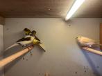 Trio d'éleveurs de canaris, Animaux & Accessoires, Oiseaux | Canaris