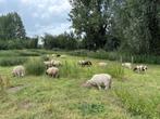 ramlammeren  te koop, Dieren en Toebehoren, Schapen, Geiten en Varkens, Mannelijk, Schaap