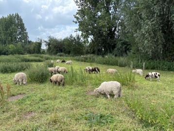 ramlammeren  te koop beschikbaar voor biedingen